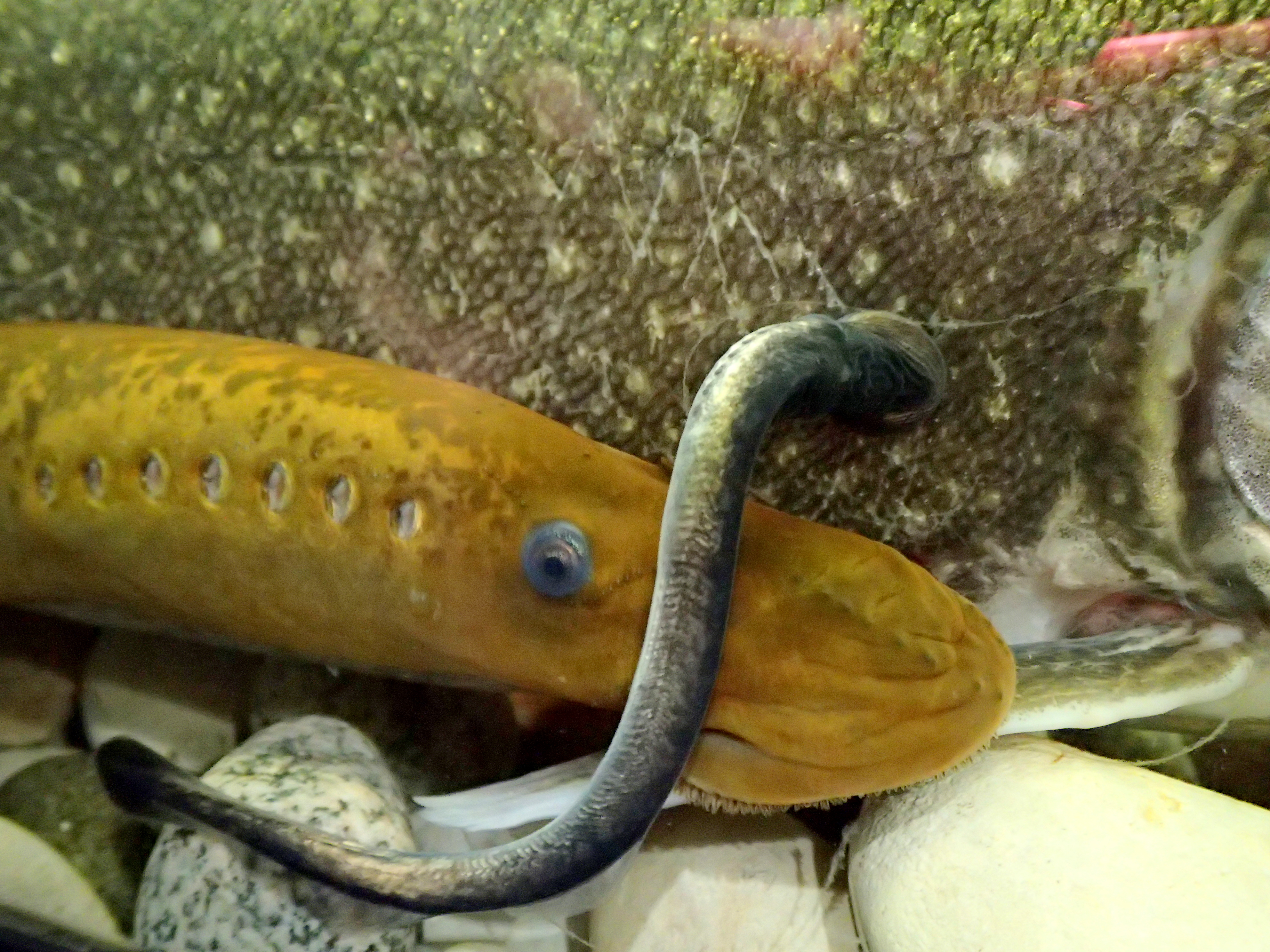 Photo of the side of a lake trout.  There is an adult sea lamprey beside it and a young sea lamprey attached to the side of the lake trout.